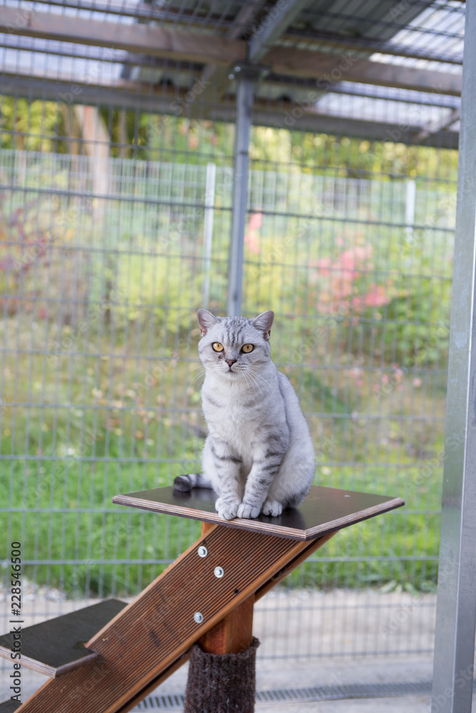 Obraz premium Grau Britisch Kurzhaar Katze BKH