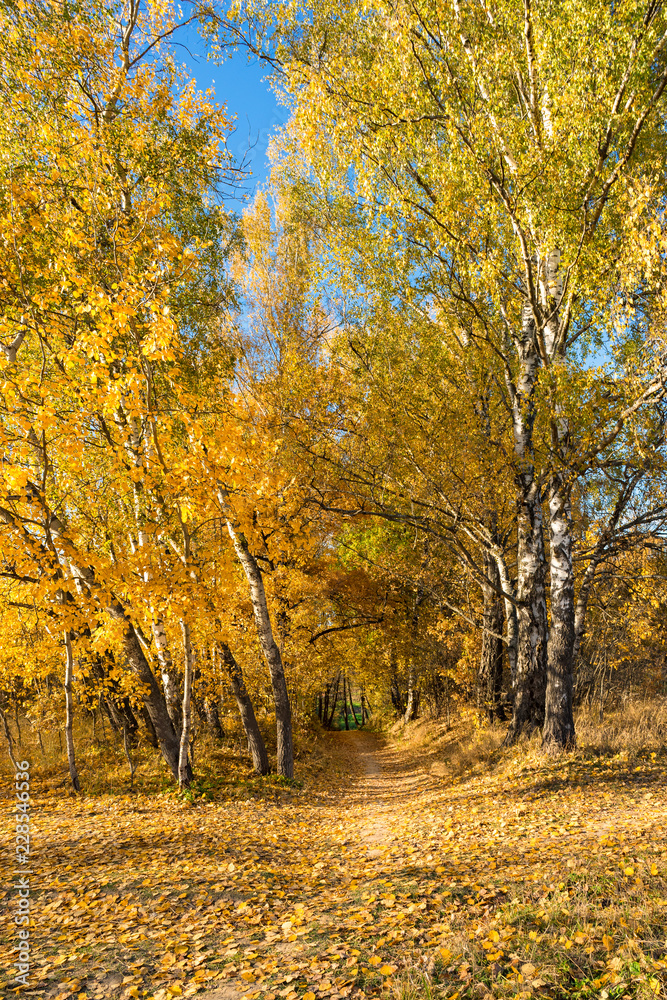 Autumn landscape of woods with trees with yellow leaves on the sun at Indian summer Autumn landscape of woods with trees with yellow leaves on the sun at Indian summer