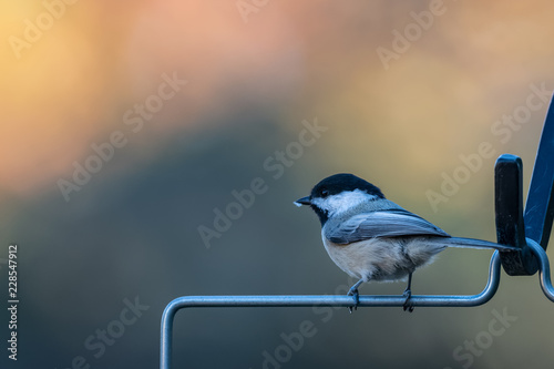 Songbird in nature photo