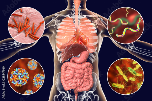 Human pathogenic microbes, respiratory, enteric and liver pathogens, 3D illustration. Mycobacterium tuberculosis, Helicobacter pylori, Hepatitis B viruses, Salmonella photo