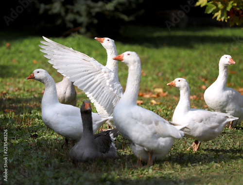 Fototapeta Naklejka Na Ścianę i Meble -  Goose and ducks live peacefully in the poultry farm rural scene