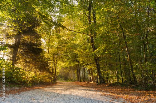 Weg im Herbtswald mit Sonne und Nebel