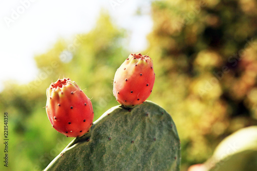 prickly pear fruit photo