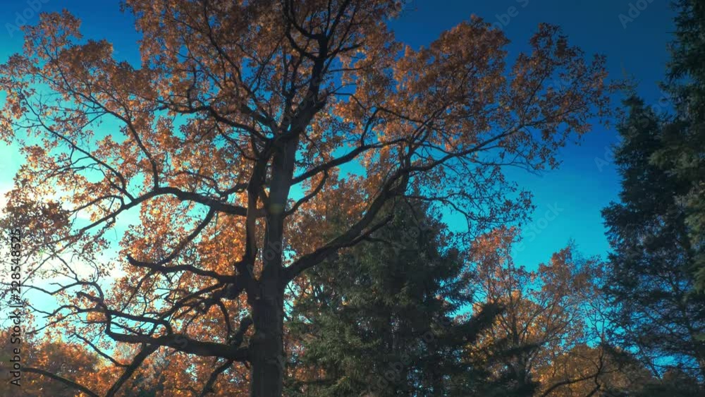Autumn forest with golden yellow leaves and blue sky on background, sunlight through trees, perfect beautiful weather Autumn forest with golden yellow leaves and blue sky on background, sunlight through trees, perfect beautiful weather