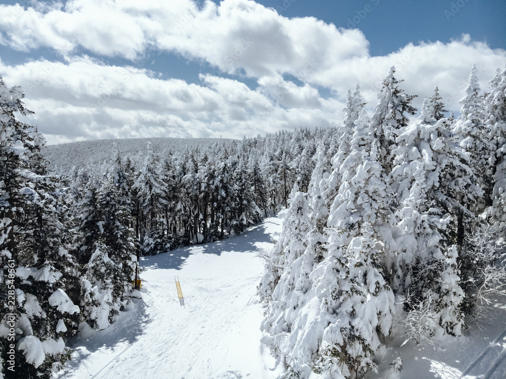 Fresh mountain powder covers alpine trees after heavy winter snowfall