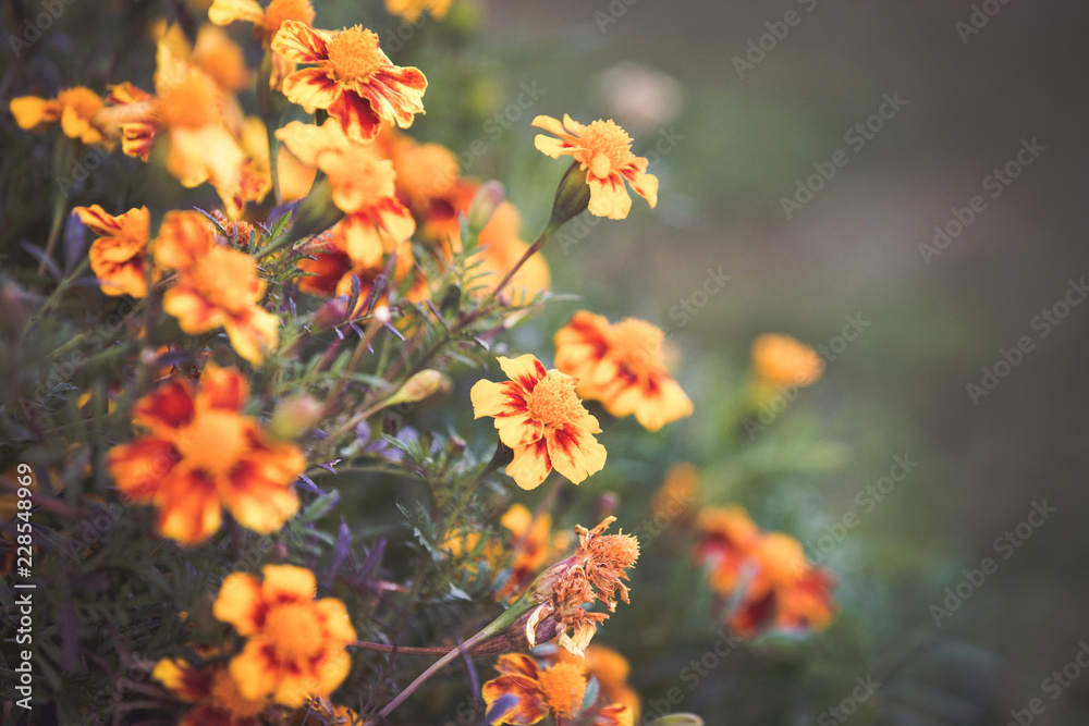 Autumn marigold background
