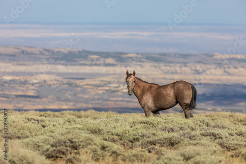 Fototapeta Dziki koń na pustyni Colorado w lecie