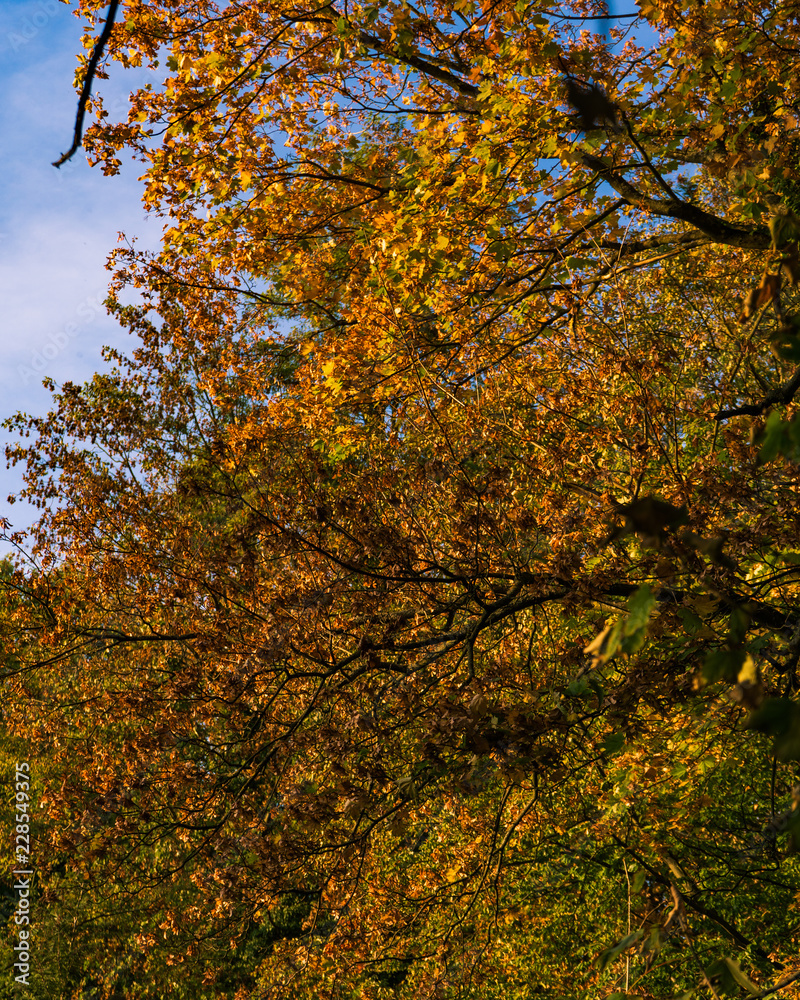 yellow maple tree in autumn yellow maple tree in autumn