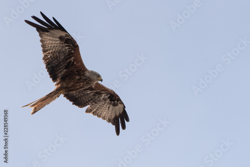 A large red kite soars overhead