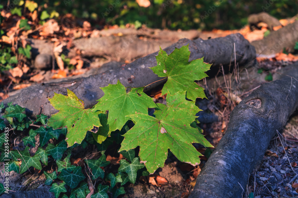 Fototapeta premium young tree leafs - sapling growing on the forest floor