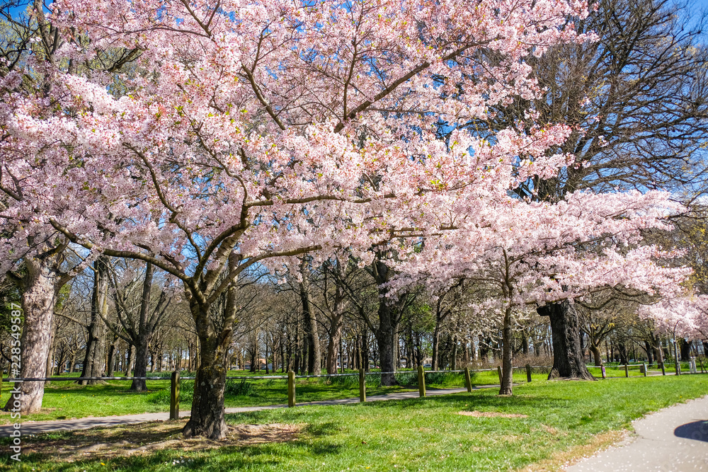 Fototapeta premium Flores de cerejeira