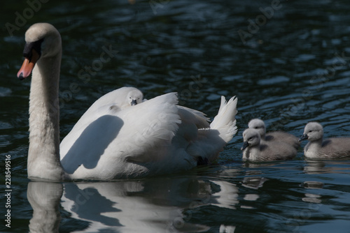 A swan carries a tiny signet on her back whist the other three elders follow closely behind