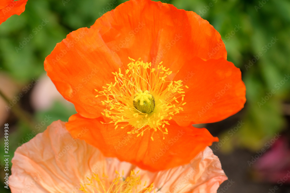 Flor laranja Flor laranja