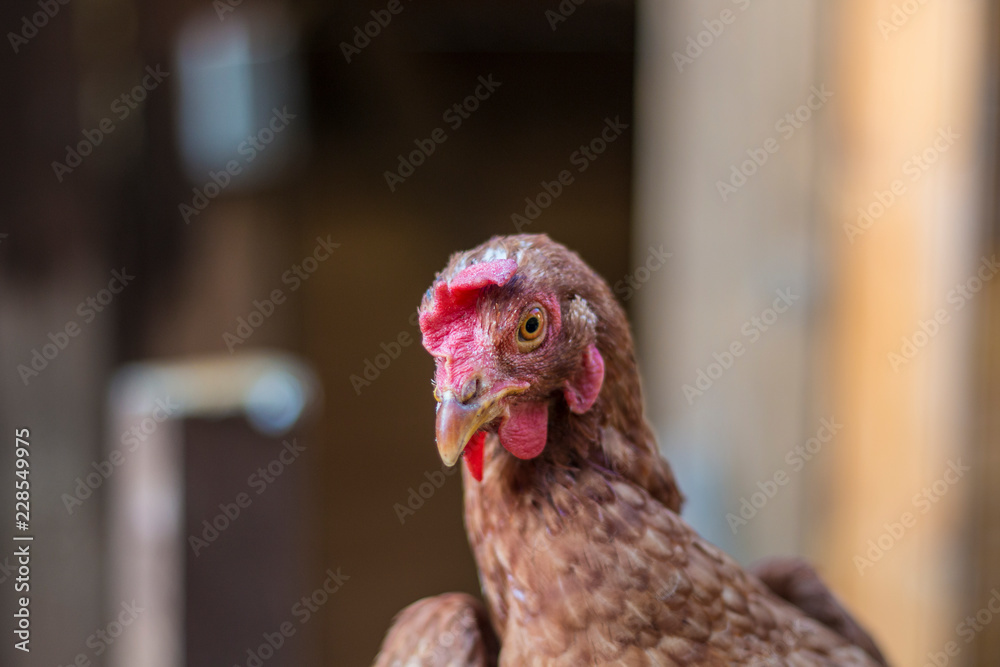 Kopf von Hybrid Huhn Nahaufnahme