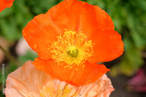Flor laranja