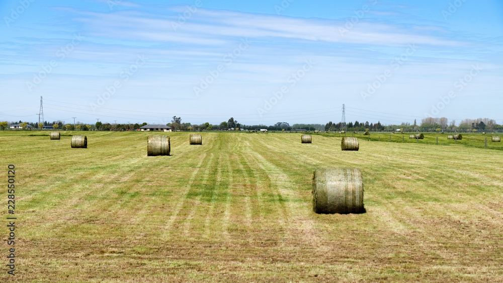 Fototapeta premium Campo de Feno