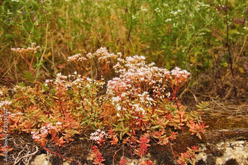 Weiße Fetthenne Sedum album mit rötlichen Blättern
 photo