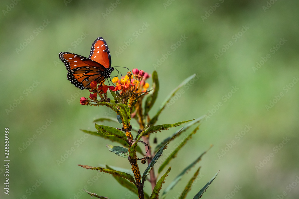 Queen Butterfly and Milkweed Blooms Queen Butterfly and Milkweed Blooms