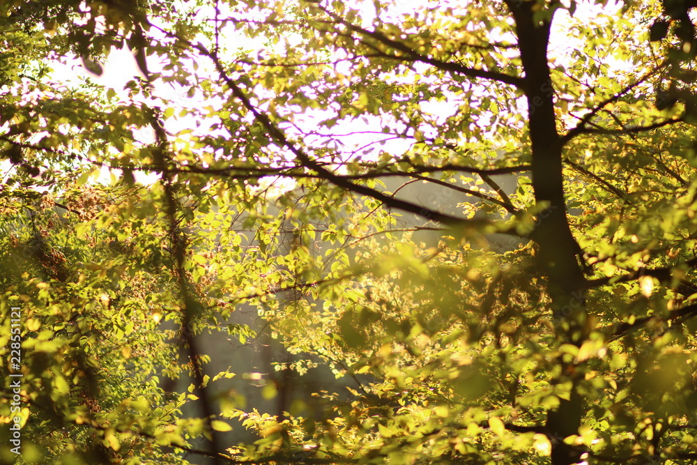 Naklejka premium Baum; tree