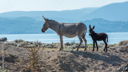 Mother and baby donkey standing on sand hill