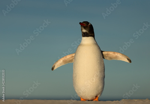Gentoo penguin standing on a sandy coast