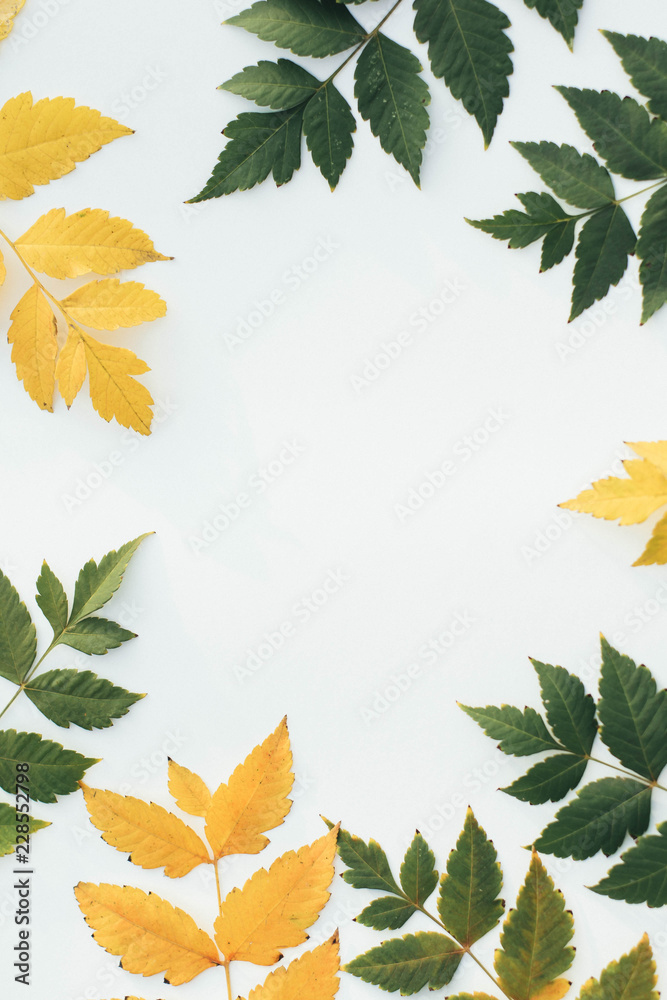 Autumn falling leaves Autumn falling leaves
