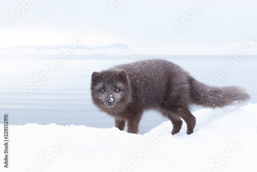 Arctic fox standing in the snow photo