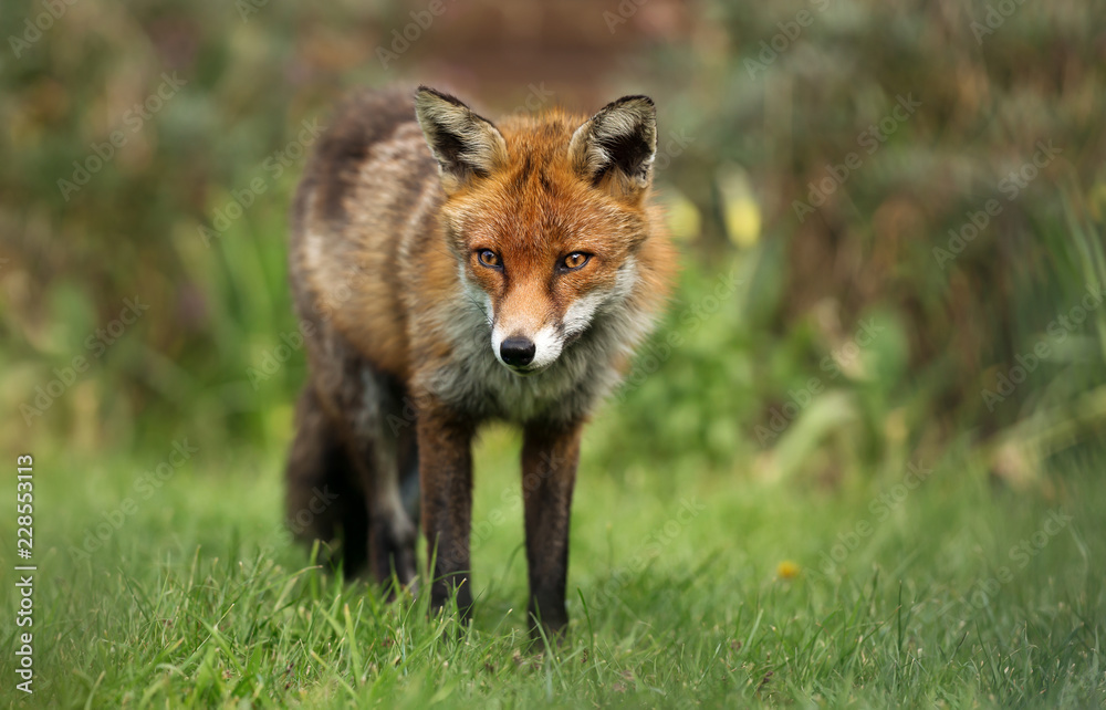 Close up of a red fox in the garden Close up of a red fox in the garden