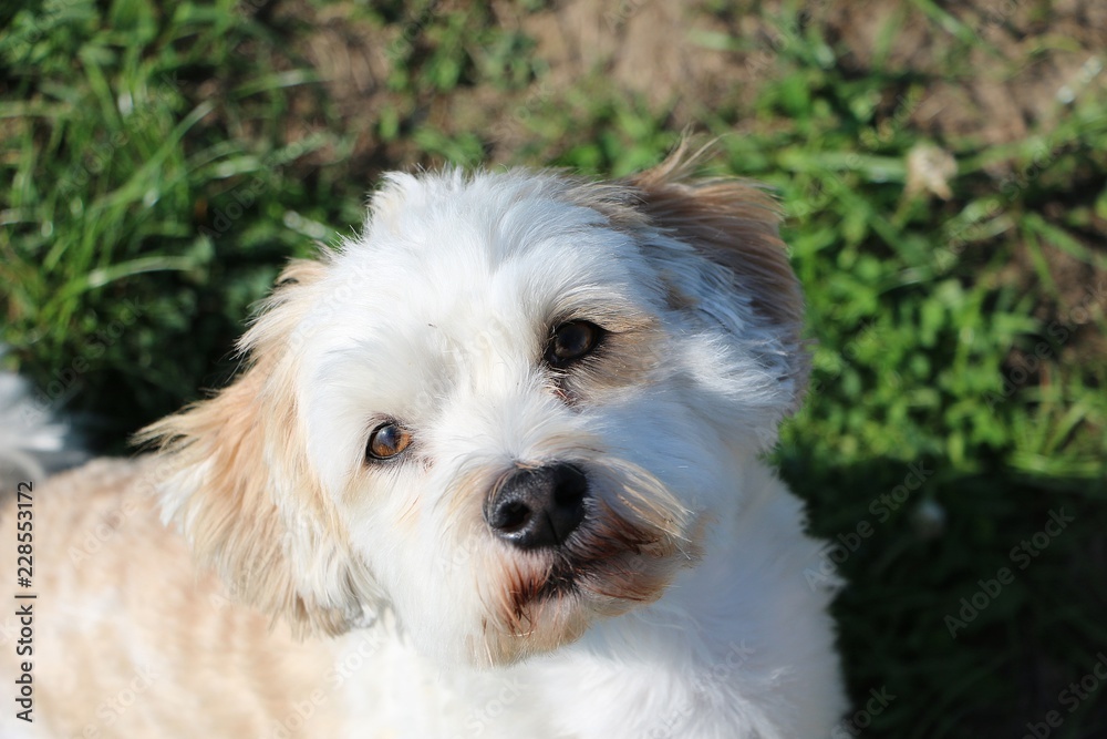 small funny havanese is sitting in the garden and looking up to the camera