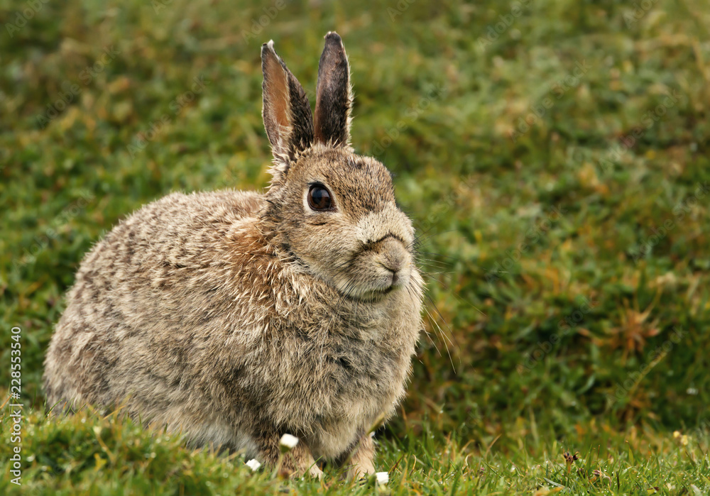 Fototapeta premium Wet Mountain hare sitting in the grass