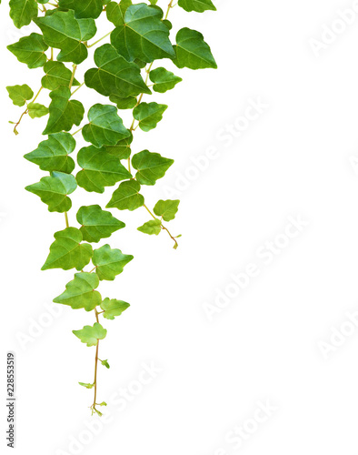 Ivy twigs with small green ...