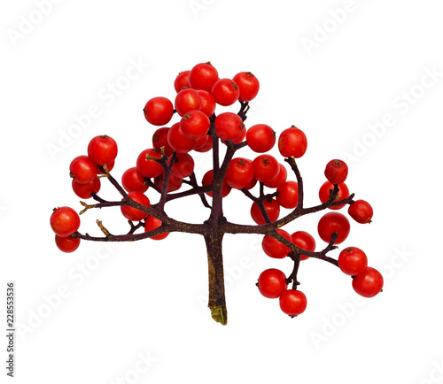 Bunch of small red berries