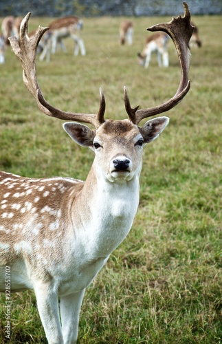 Fallow Deer on Meadow