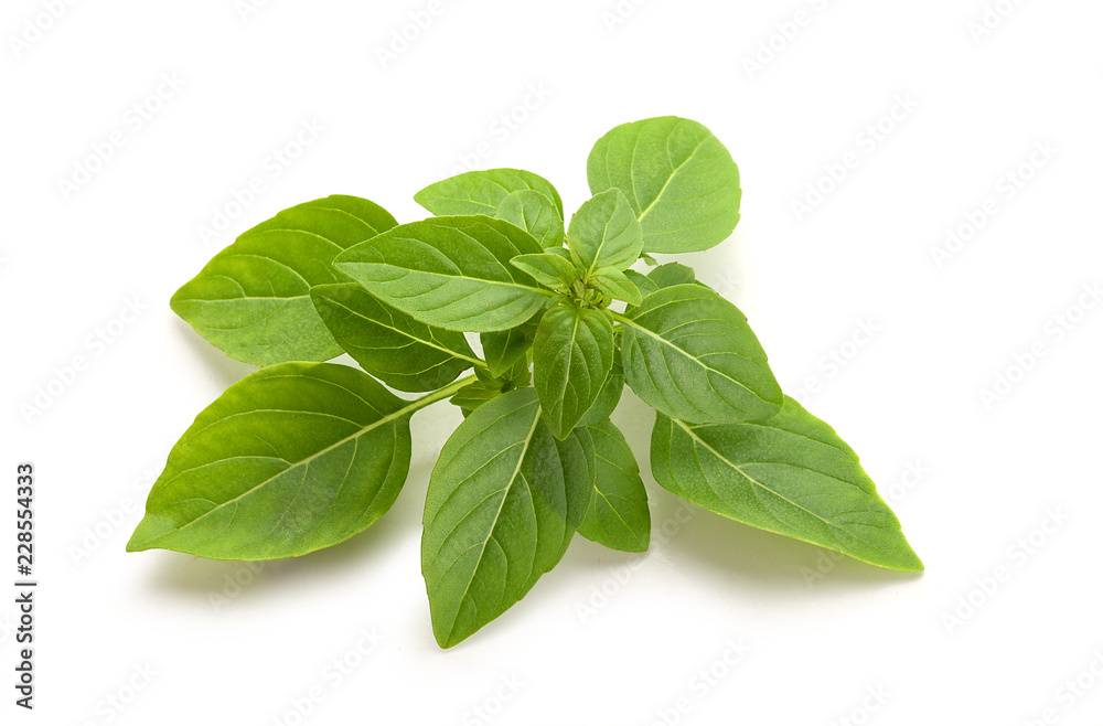 Branch of green basil Branch of green basil
