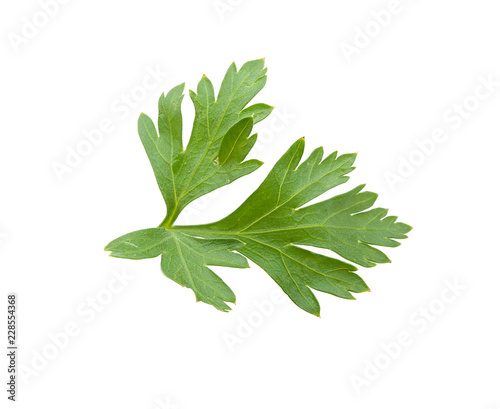 Green leaf of parsley