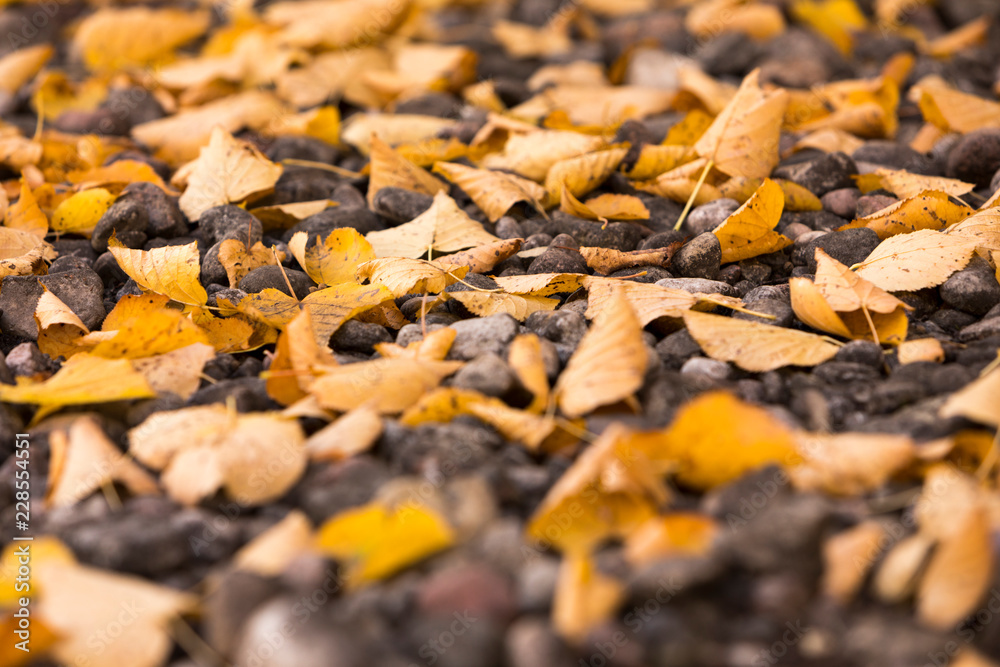 Yellow autumn leaves amongst small rocks