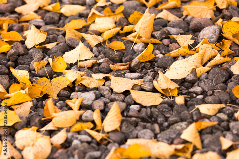 Fototapeta premium Żółte jesienne liście wśród małych skał