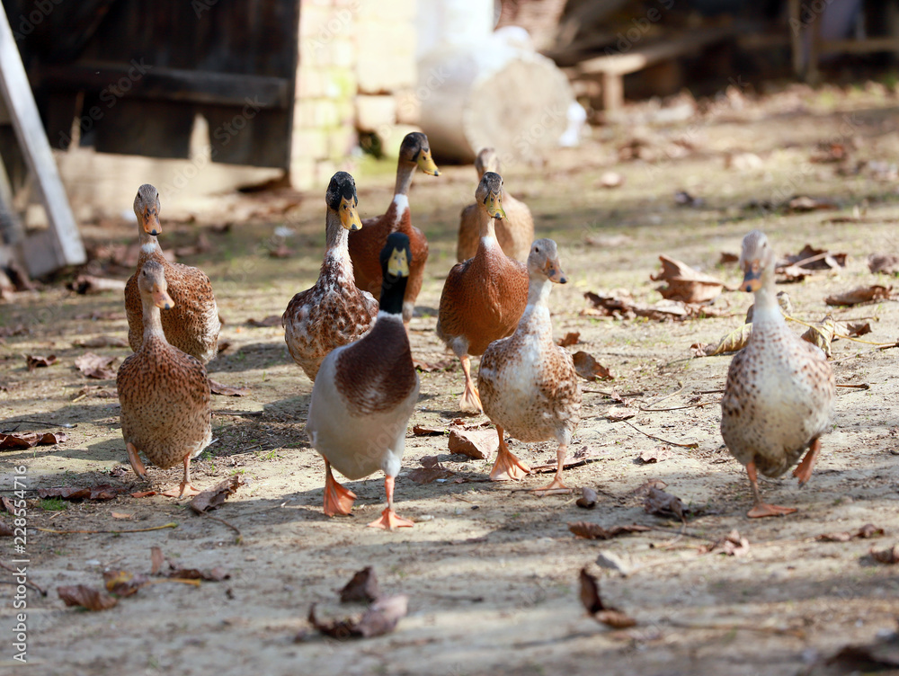 Fototapeta premium Peaceful autumn photo taken at the poultry farm in the countryside