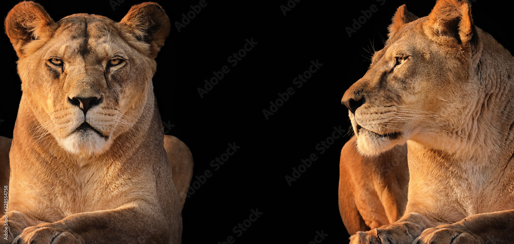 Two lionesses (lion desert) - obrazy, fototapety, plakaty 