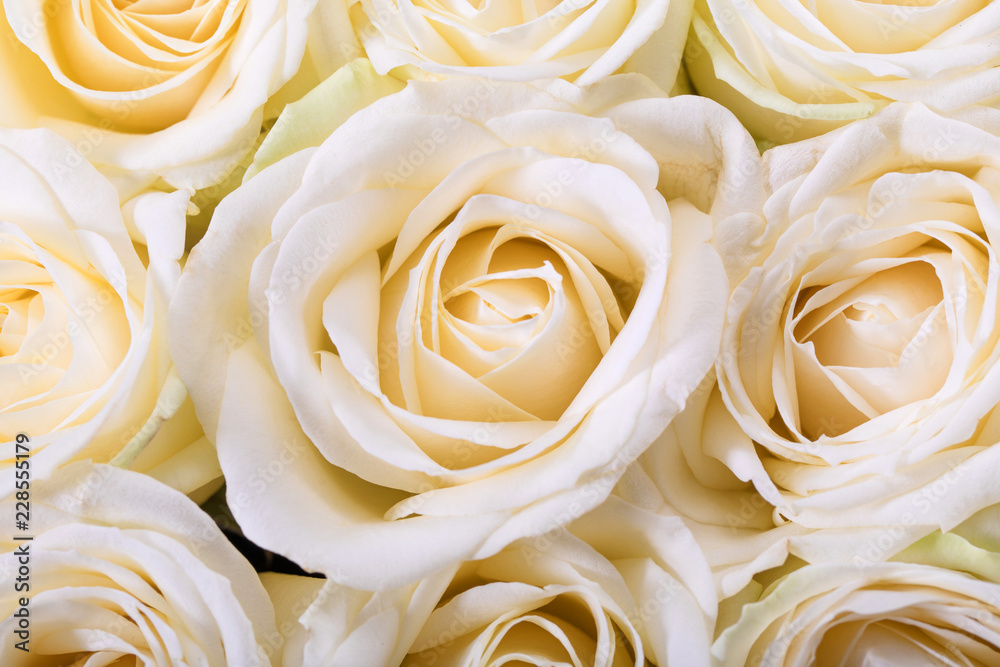 Bouquet of roses Bouquet of roses