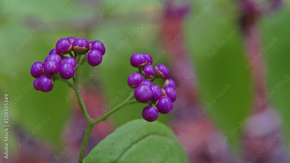 Pięknotka Callicarpa bodinieri Pięknotka Callicarpa bodinieri