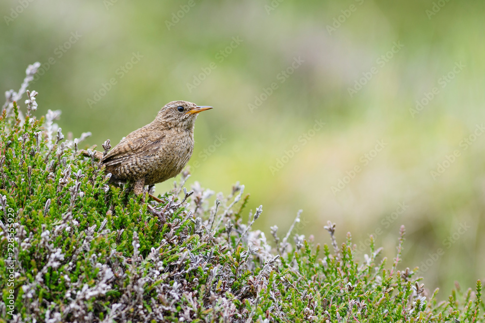 Eurasian Wren - Troglodytes troglodytes, small brown perching bird from European meadows and grasslands, Shetlands, UK. Eurasian Wren - Troglodytes troglodytes, small brown perching bird from European meadows and grasslands, Shetlands, UK.