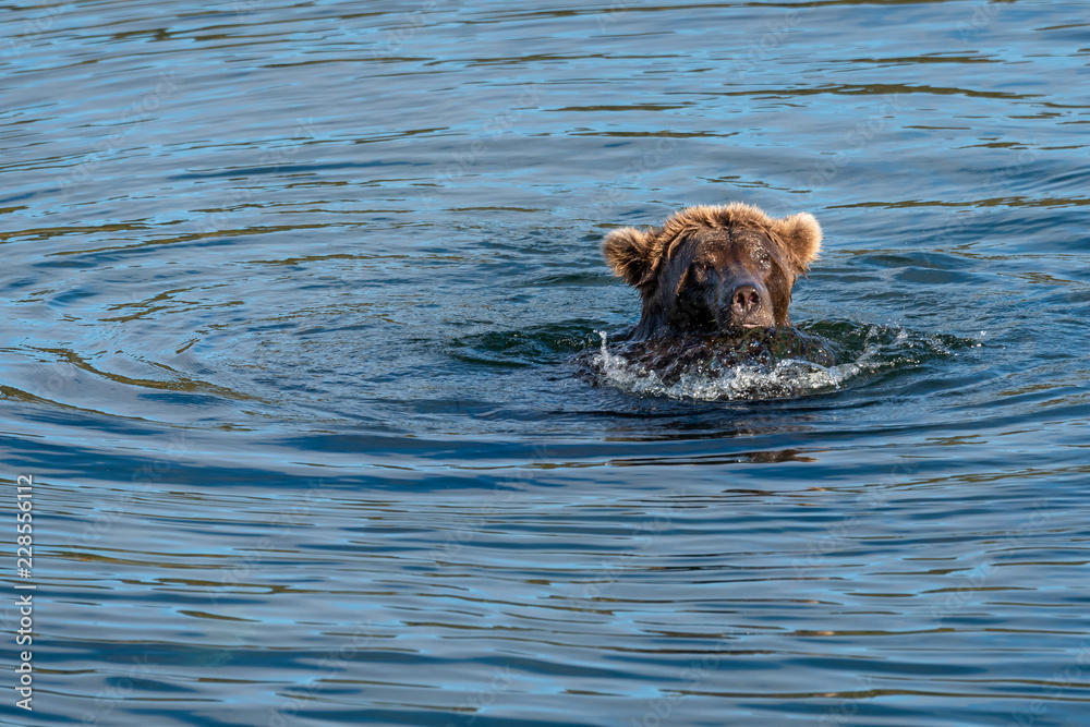 Brown bear playing in the Brooks River, Katmai National Park, Alaska, USA
Brown bear playing in the Brooks River, Katmai National Park, Alaska, USA