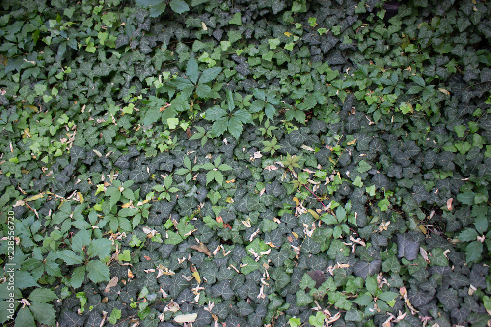 green foliage on the ground