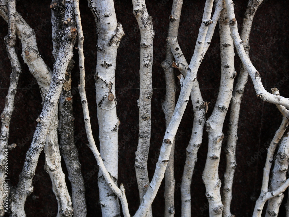 Naklejka premium Birch vertical logs on a brown background.