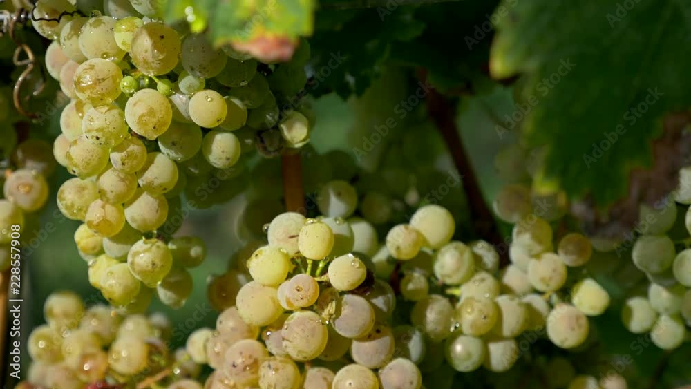 4K close up grape harvest, wine, plantation 4K close up grape harvest, wine, plantation