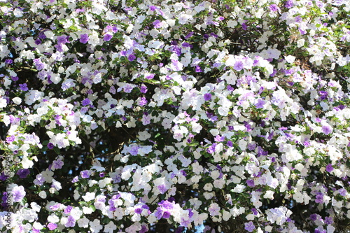 Flowers Spring 