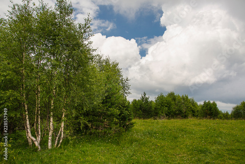 Birches on the edge of a forest glade