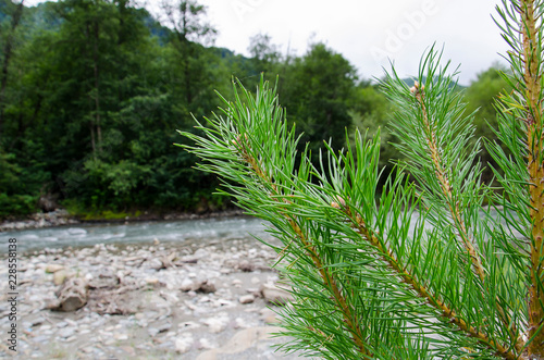 A green spruce branch against the background of a mountain river
