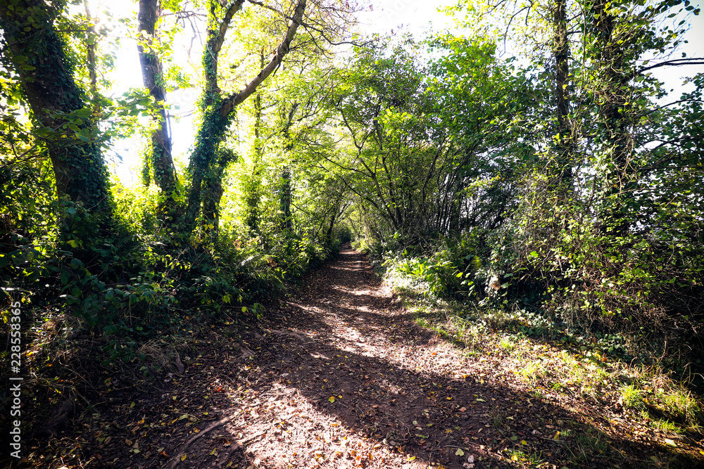 Fototapeta premium Path through Devon woods